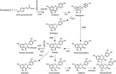 Flavanone-3-Hydroxylase Plays an Important Role in the Biosynthesis of Spruce Phenolic Defenses Against Bark Beetles and Their Fungal Associates